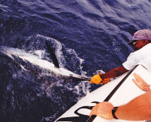 white marlin