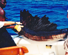 sailfish