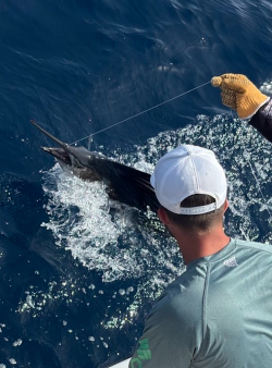 13 june sailfish