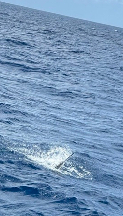 16 June Sailfish