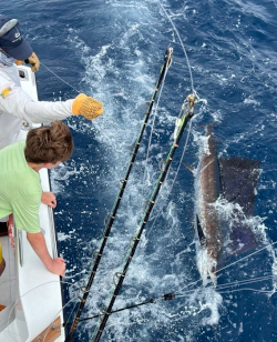 18 june sailfish