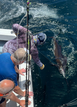 23 July sailfish