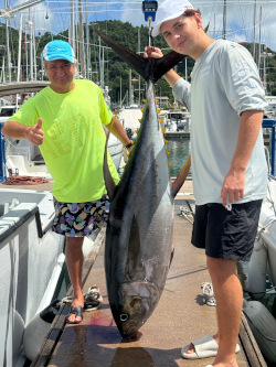 yellowfin tuna