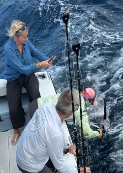 sailfish