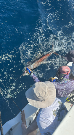 sailfish bonanza