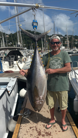 yellowfin tuna