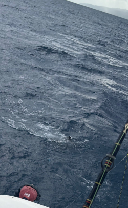 sailfish