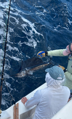 sailfish