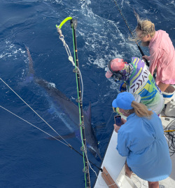 blue marlin