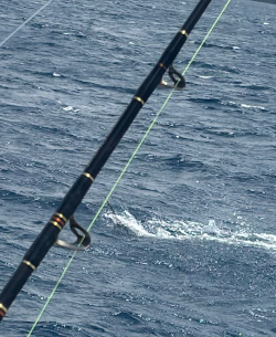 sailfish