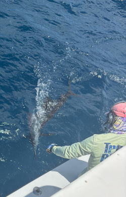 sailfish