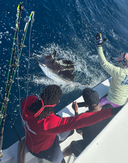 sailfish