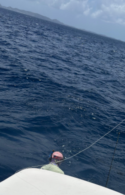 sailfish